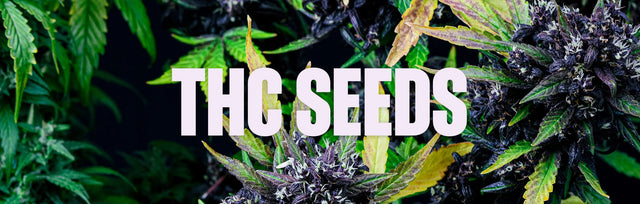 THC Seeds