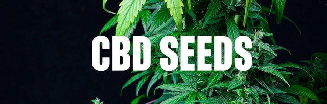 CBD Seeds